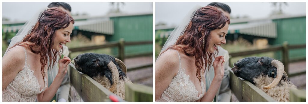 Photography by Michelle | Hermitage Golf Course | Nashville, TN | bride and groom photos with the sheep